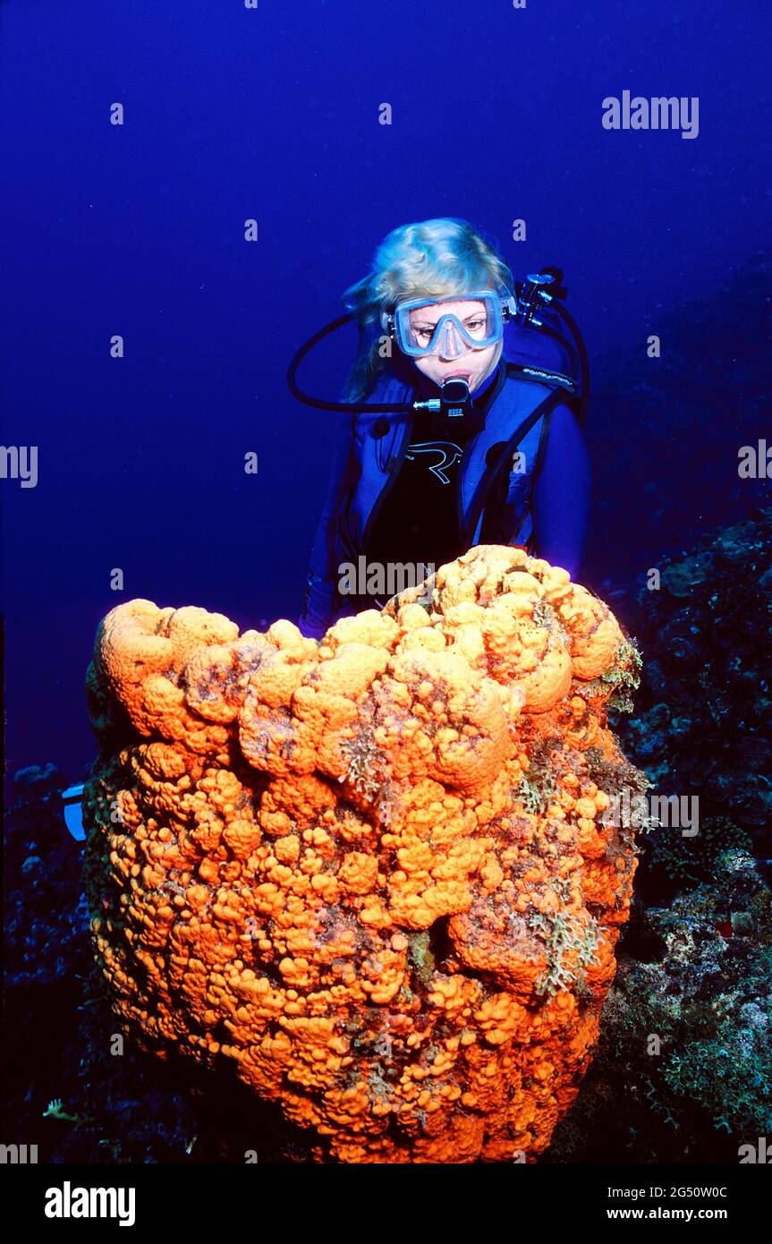 Subacquea femminile, spugne a botte grande arancio, Curacao, Isole ABC Foto Stock