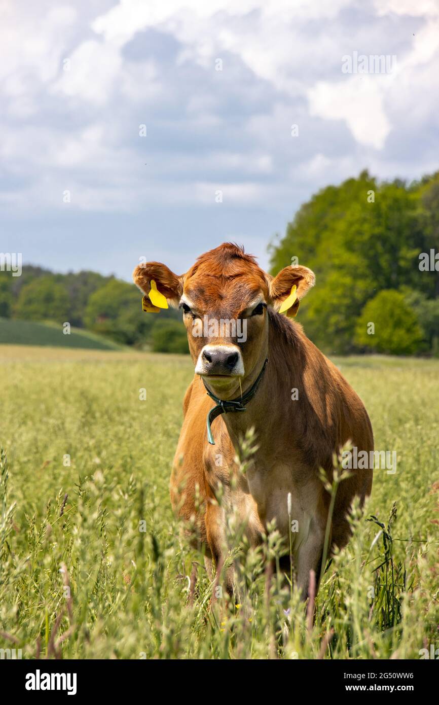 Un giovane toro sul prato verde che guarda nella fotocamera. Foto Stock