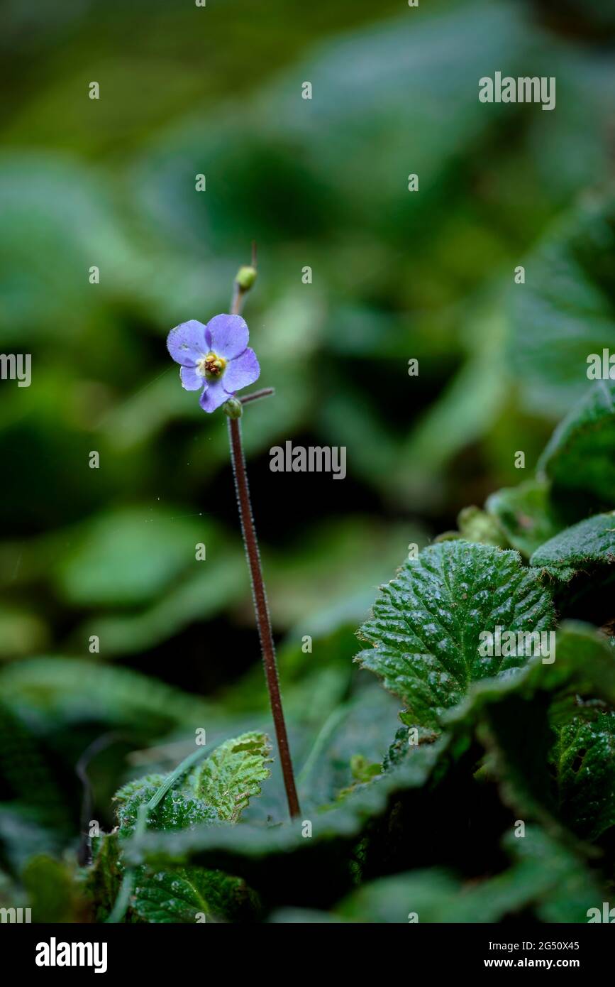 Un esemplare di viola dei Pirenei (Ramonda myconi) nel Parco Naturale di Sant Llorenç del Munt (catena pre-costiera catalana, Catalogna, Spagna) Foto Stock