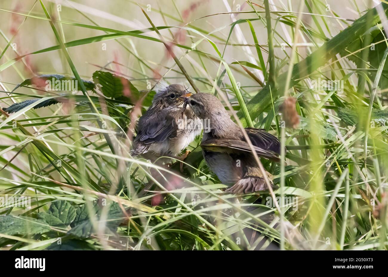 Willow Warbler che alimenta giovani che fuggono in nido, Phylloscopus trokillus, Pembrokeshire Wales UK Foto Stock