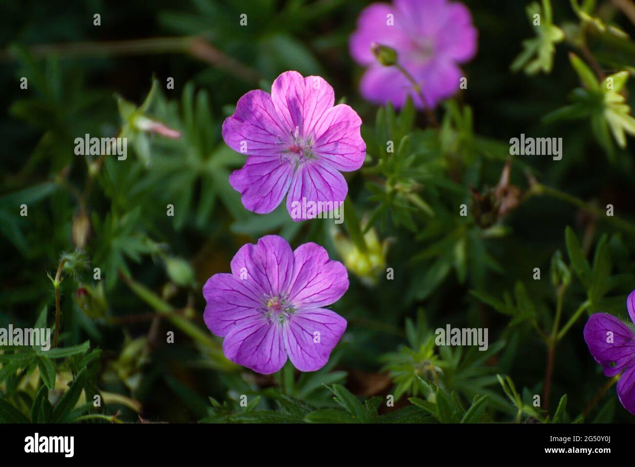 Geranio sanguinoso sanguinoso gru-fiore di becco Foto Stock