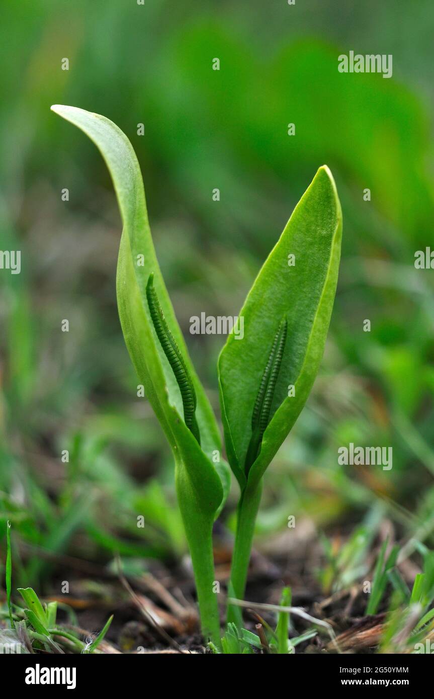 Adder's Tongue Fern, Hartland Moor, Somerset, Regno Unito Foto Stock