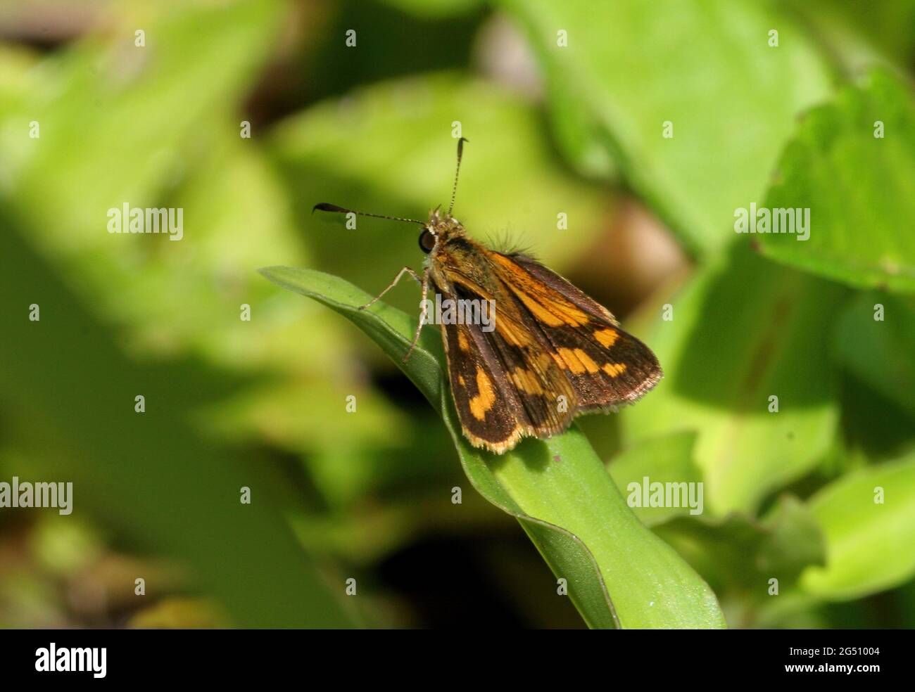 River-sand Grass-dart farfalla (Taractrocera dolon) adulto riposante con le ali aperte sulla vegetazione di riva del fiume Queensland sud-est, Australia Nove Foto Stock