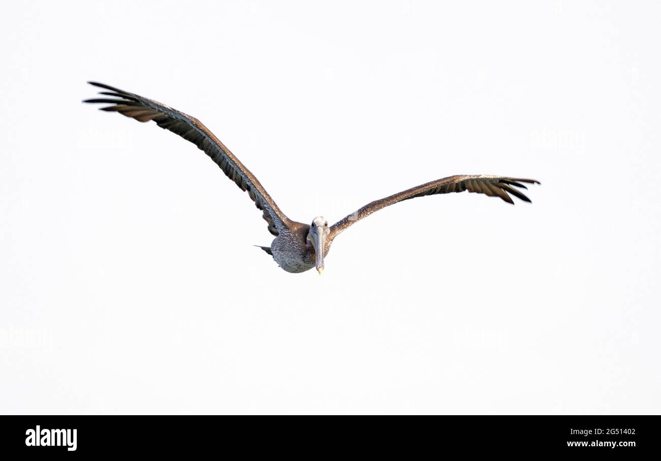 Brown Pelican che volano alla macchina fotografica Foto Stock