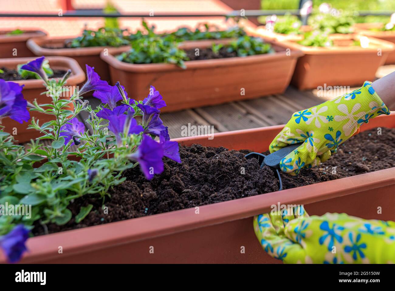 Piantando fiori. Le mani del giardiniere piantano fiori in una pentola di terreno in un contenitore sulla terrazza, balcone, giardino. Concetto di giardinaggio. Foto Stock