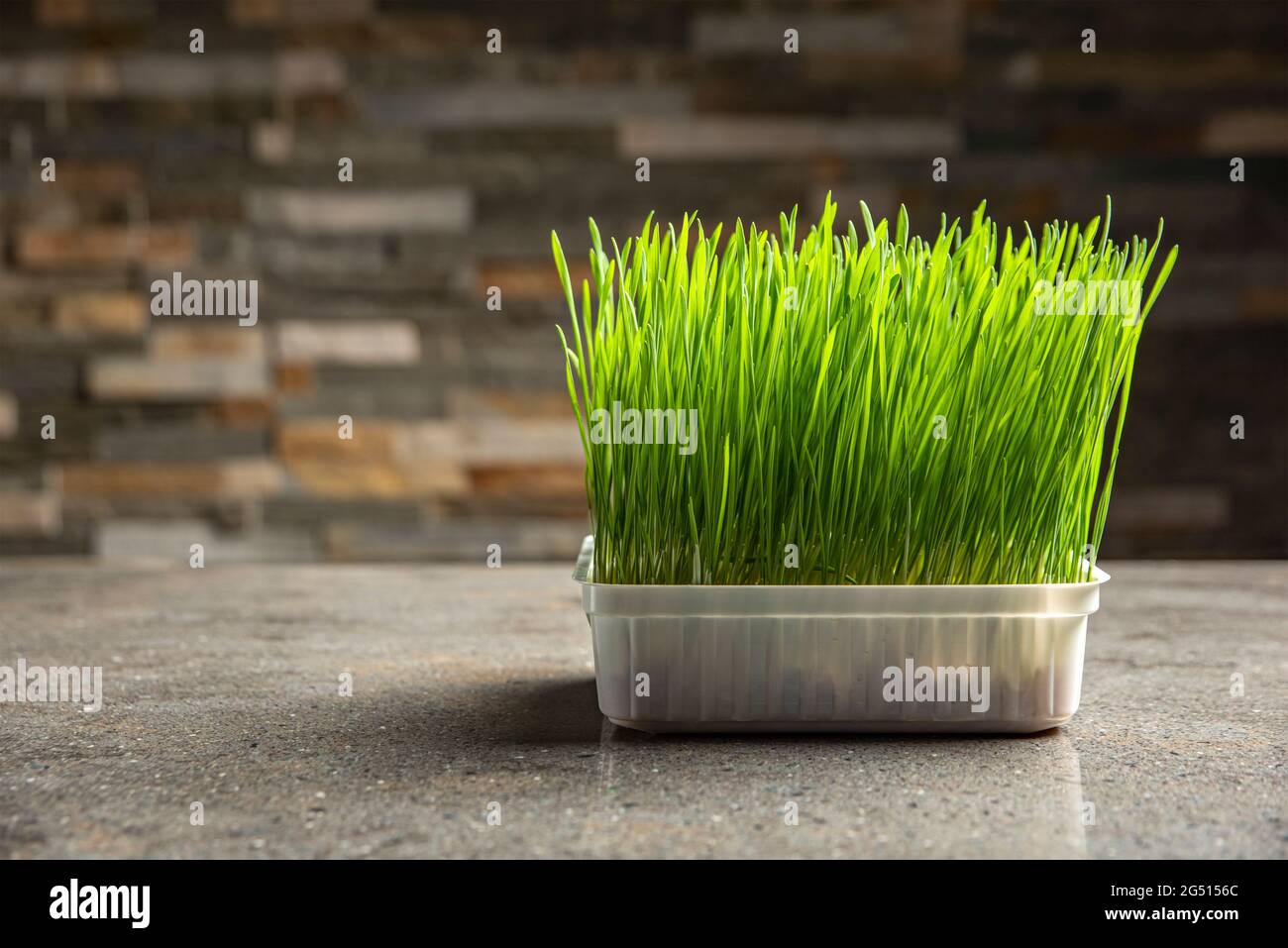 Erba di orzo. Grani di orzo germogliati in un contenitore. Germogli di orzo per cibo. Il concetto di dieta, vegetarianismo e veganismo. Stile di vita sano Foto Stock