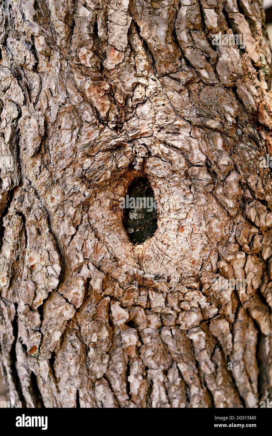 Corteccia marrone di un vecchio ulivo con un buco del nodo Foto Stock