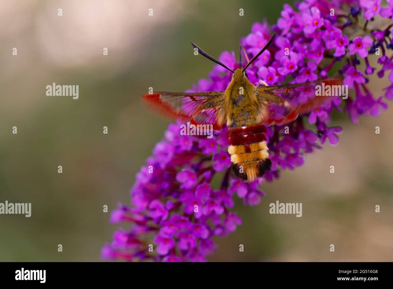 Hwak-moth Hemaris fuciformis foraggio su una Buddleia Foto Stock