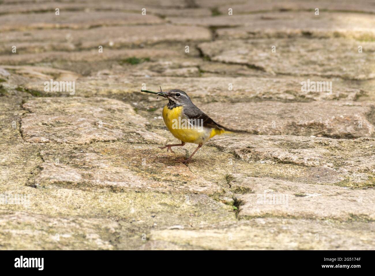 Gray wagtail (Motacilla cinerea) con una libellula nel suo becco per nutrire il suo giovane, giugno, Inghilterra, Regno Unito Foto Stock