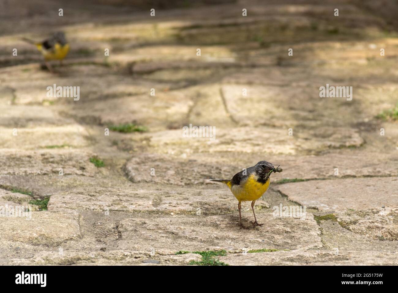 Gray wagtail (Motacilla cinerea) con una libellula nel suo becco per nutrire il suo giovane, giugno, Inghilterra, Regno Unito Foto Stock