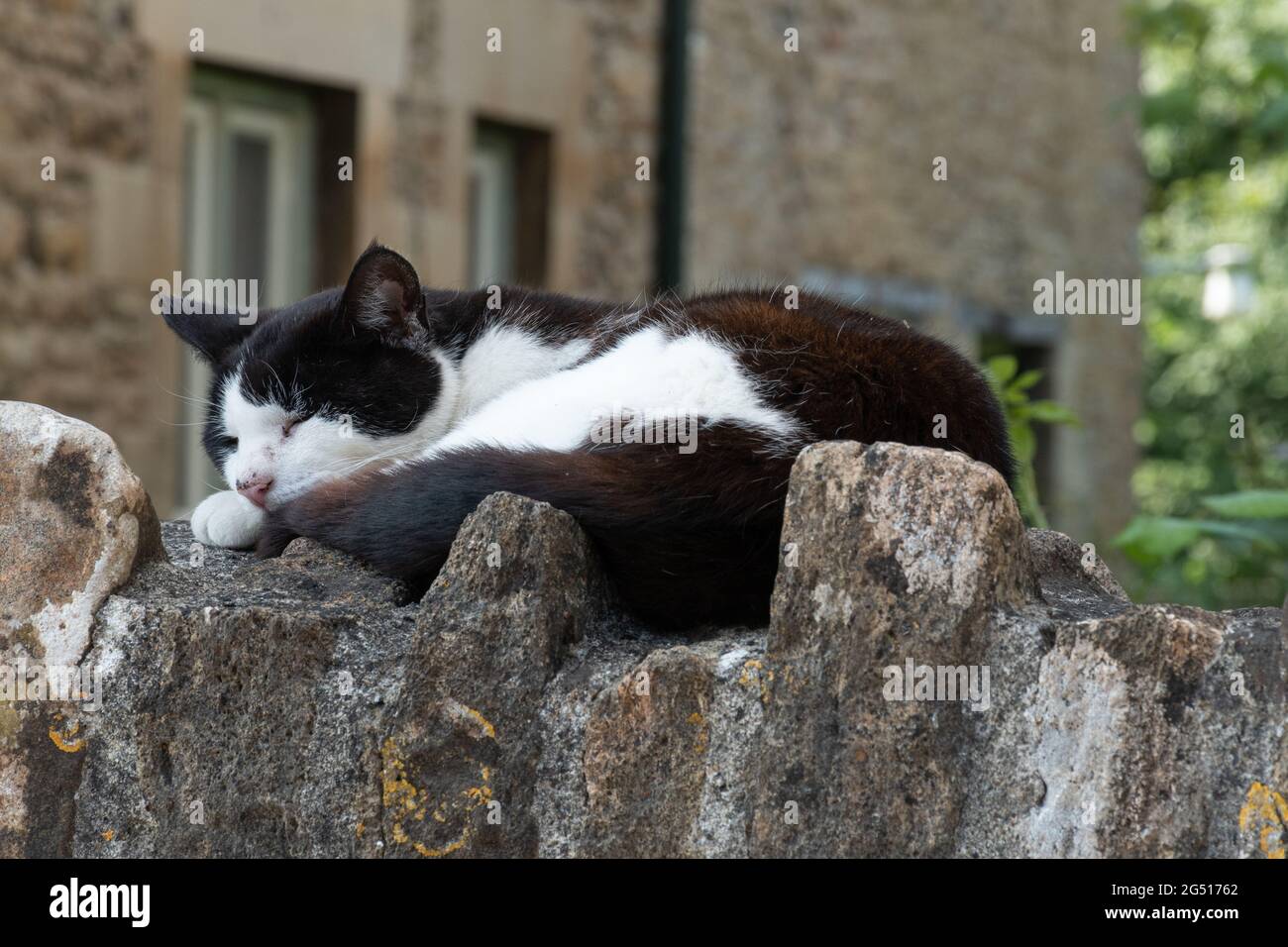 Gatto bianco e nero addormentato su un muro di pietra fuori di una casa, Regno Unito Foto Stock