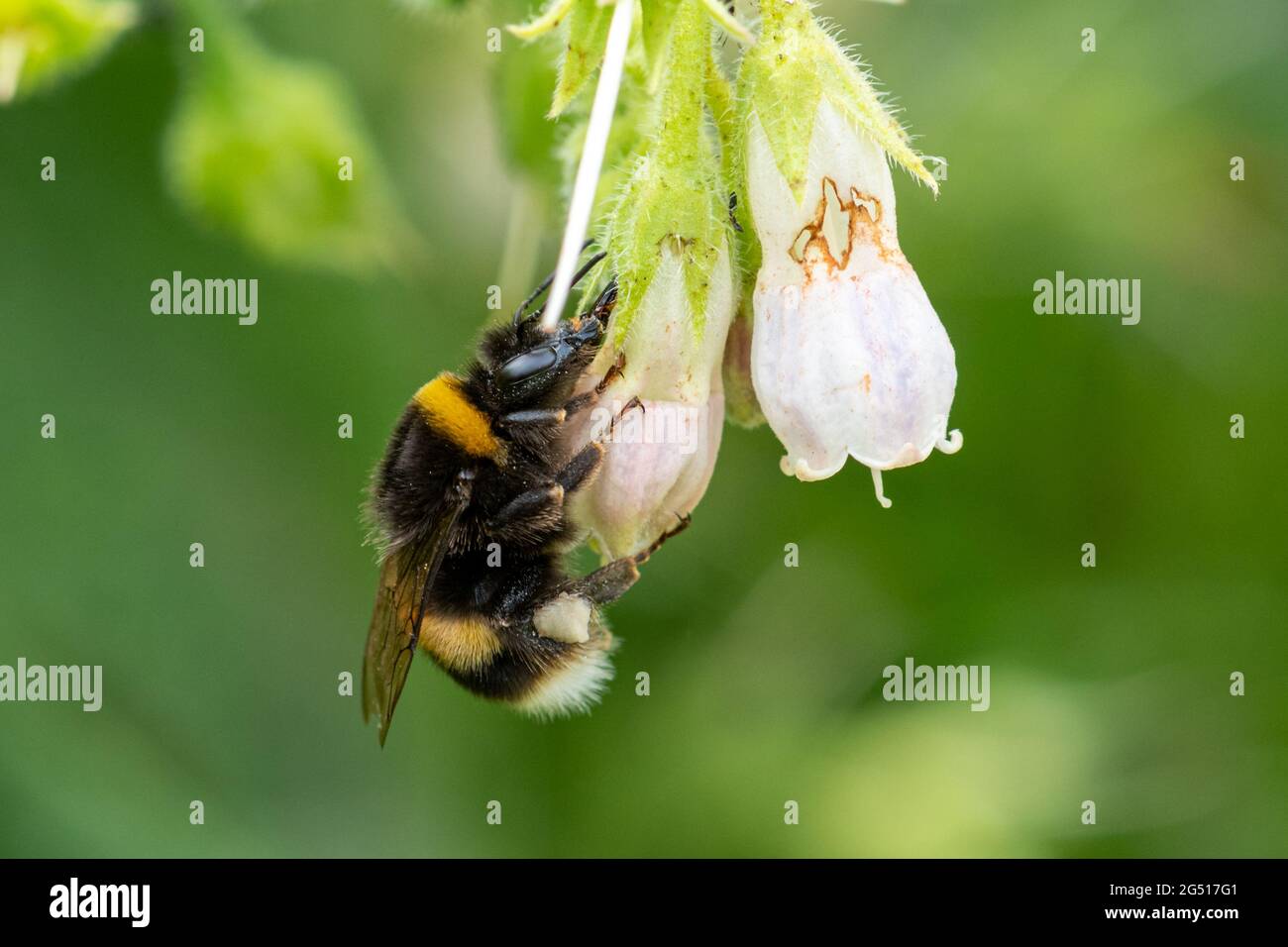 Bumblebee nettare derubare da comuni fiori di comfreaky (Symphytum officinale), Regno Unito. Foto Stock