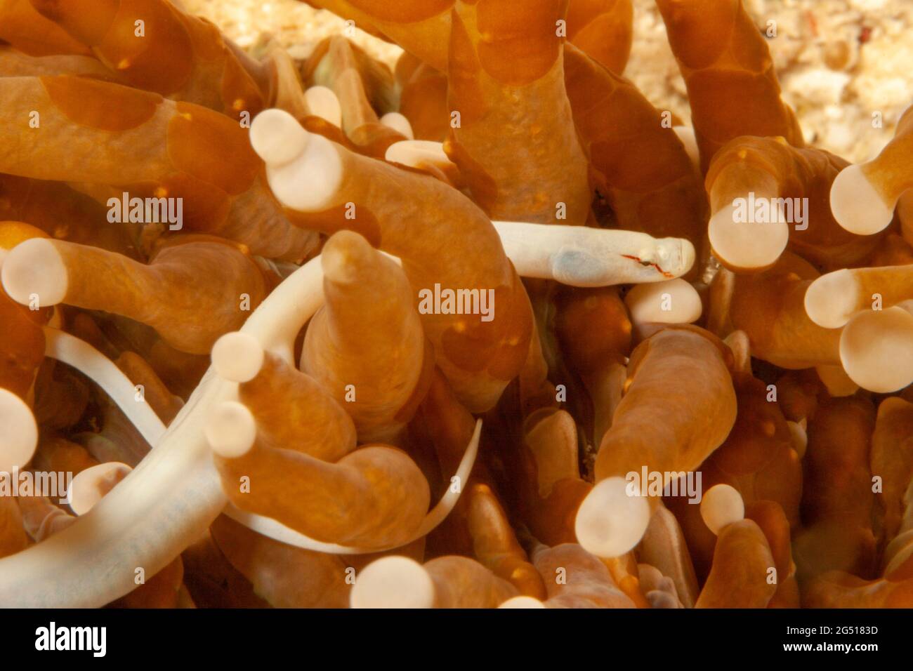 Si tratta di un pesce pipefish maschile, Siokunichthys nigrolineatus, su corallo di funghi, Heliofungia actiniformis, Isola di Mabul, Malesia. Gli oggetti ovali marroni su t Foto Stock