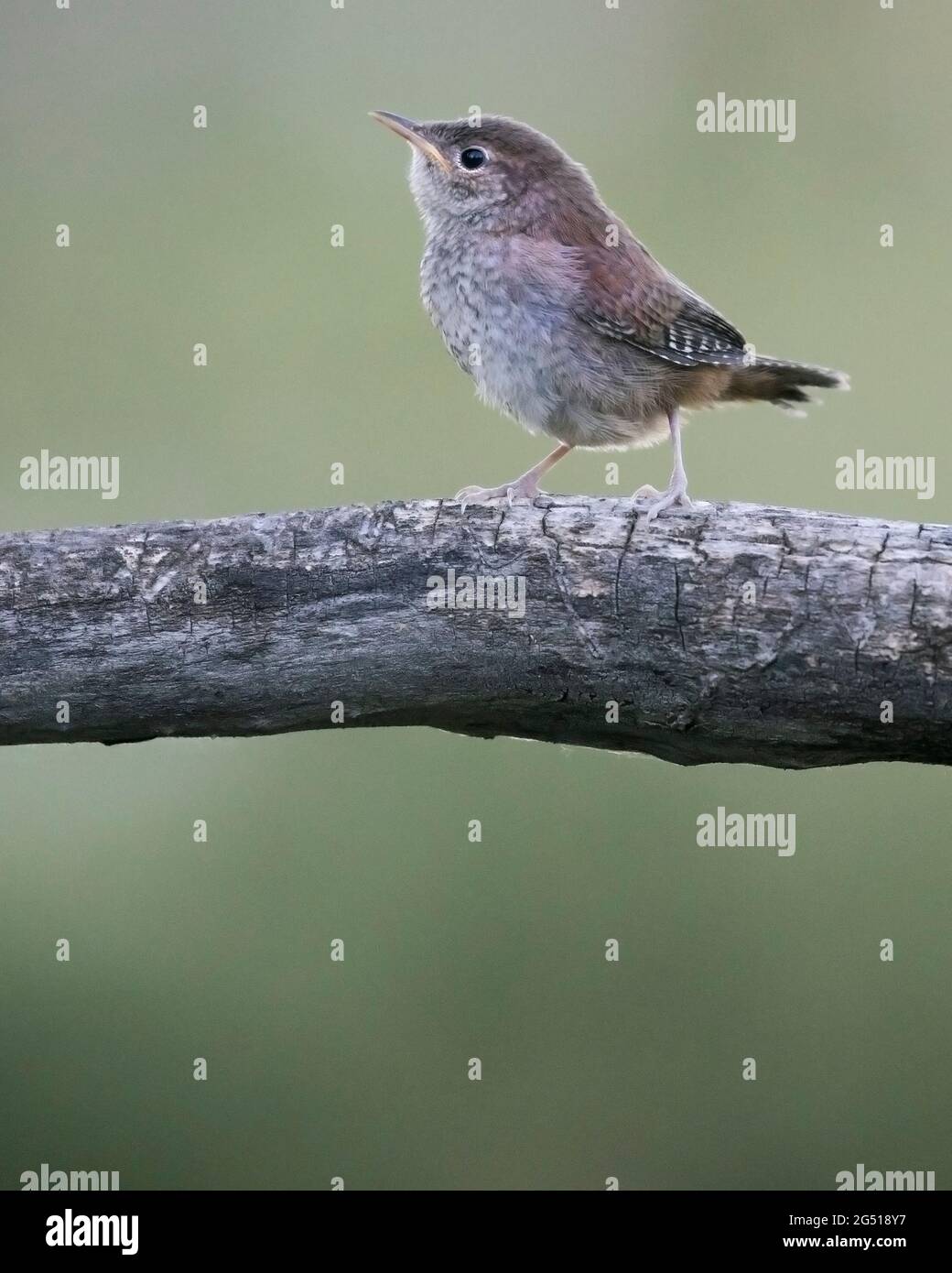 Casa wren (Troglodytes aedon) arroccata su un ramo d'albero Foto Stock