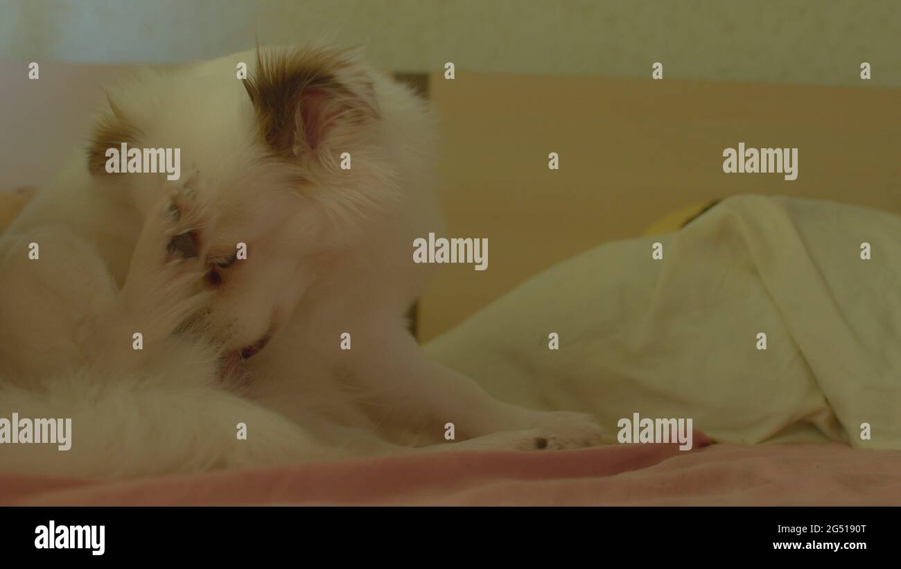 Primo piano di bianco spitz si morde, sdraiato sul letto. Il cane povero morde le pulci dopo la passeggiata. Concetto di problema e pericolo per gli animali Foto Stock