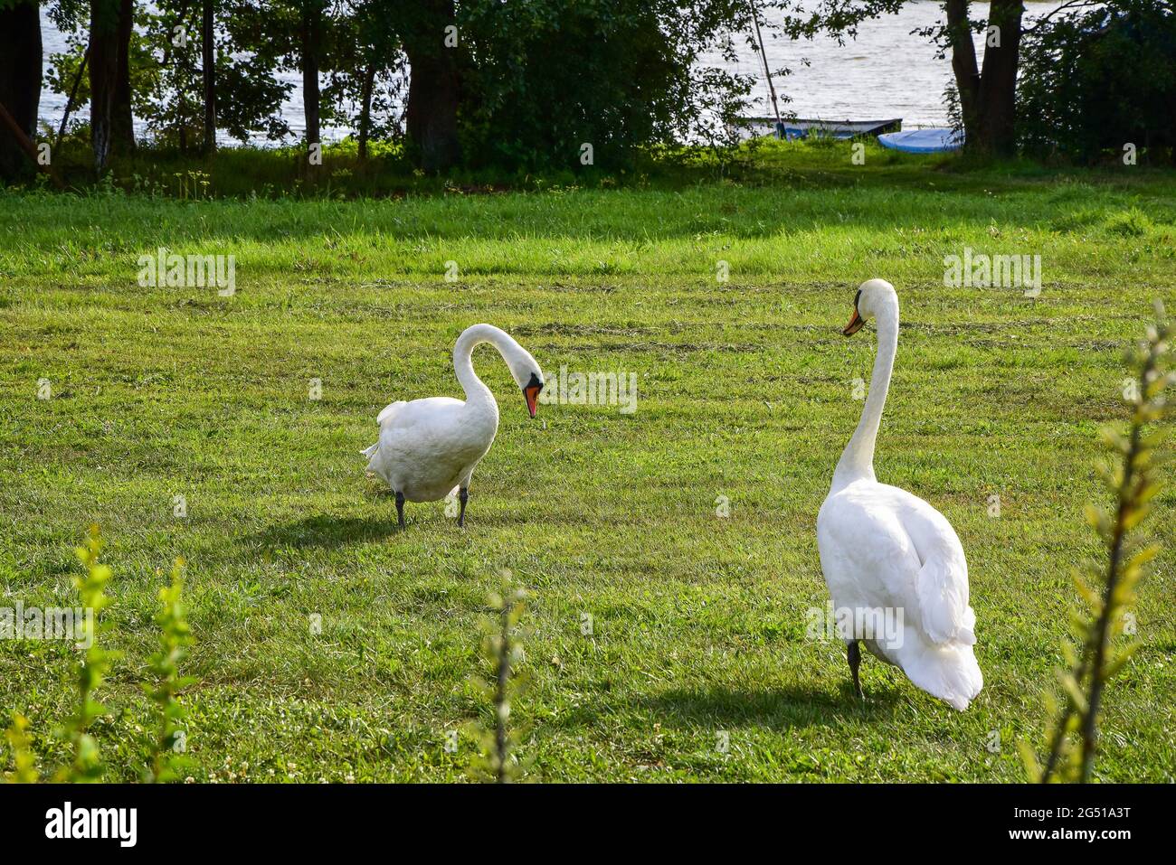 Coppia di cigni che camminano su un prato verde in una giornata di sole, alberi e lago sullo sfondo Foto Stock