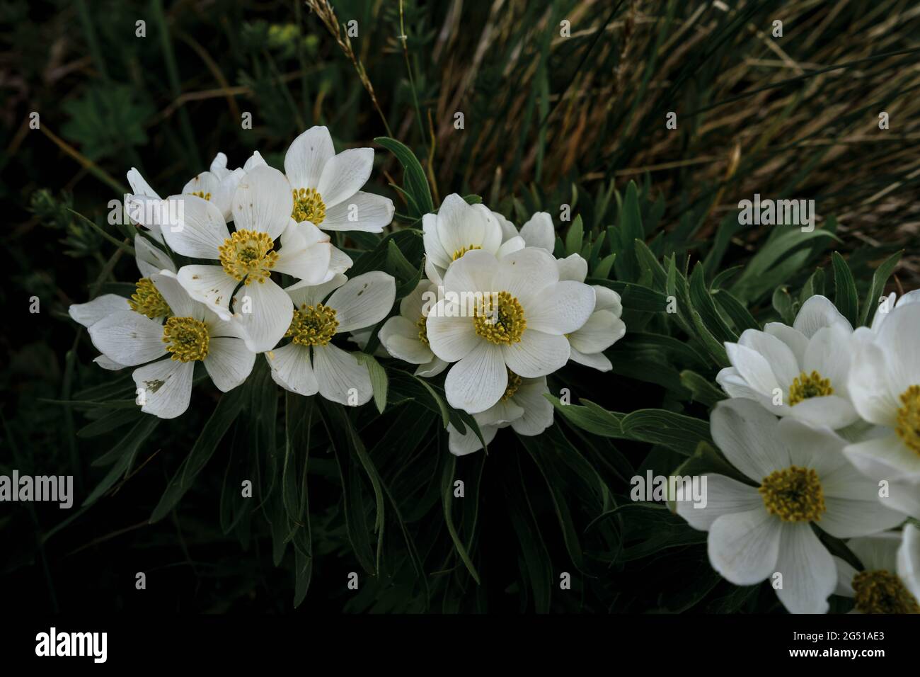L'anemone selvatico è un fiore elegante. Genere di piante erbacee perenni fiorite della famiglia Buttercup che crescono in prati alpini ad altitudini di. bianco wi Foto Stock