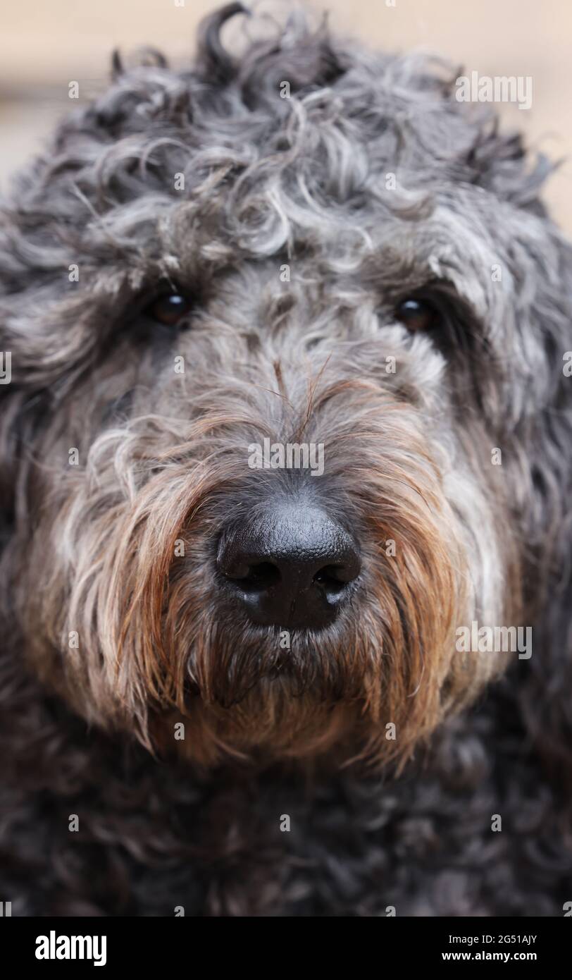 Cane di Labradoodle Foto Stock