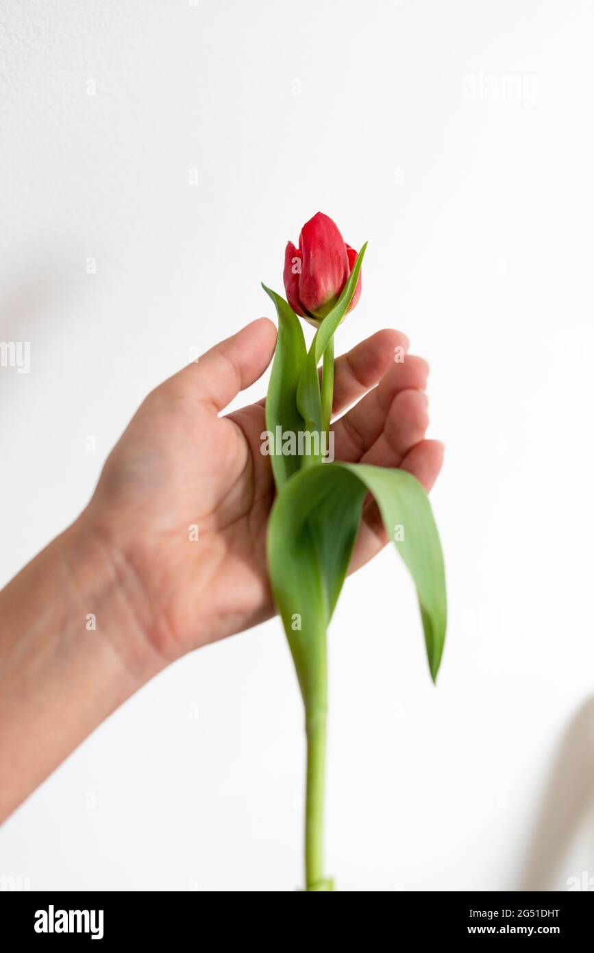 Donna tiene singolo tulipano rosso (tulipa) fiore-isolato su sfondo bianco Foto Stock