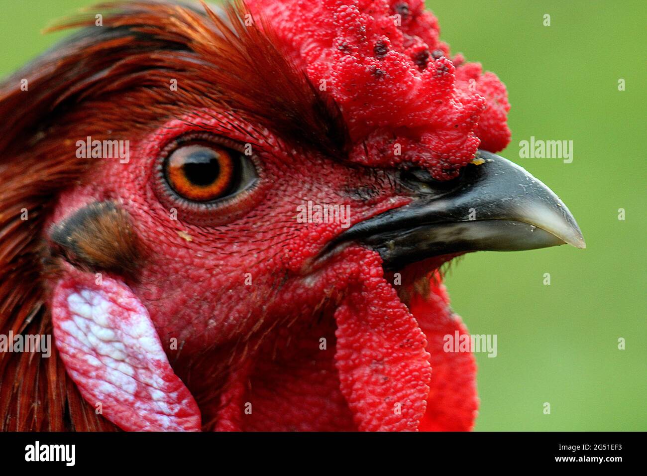 Profilo della testa del gallo domestico Foto Stock