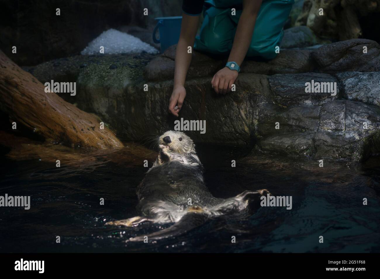 Una lontra marina che viene nutrita all'acquario di Osaka, Giappone Foto Stock
