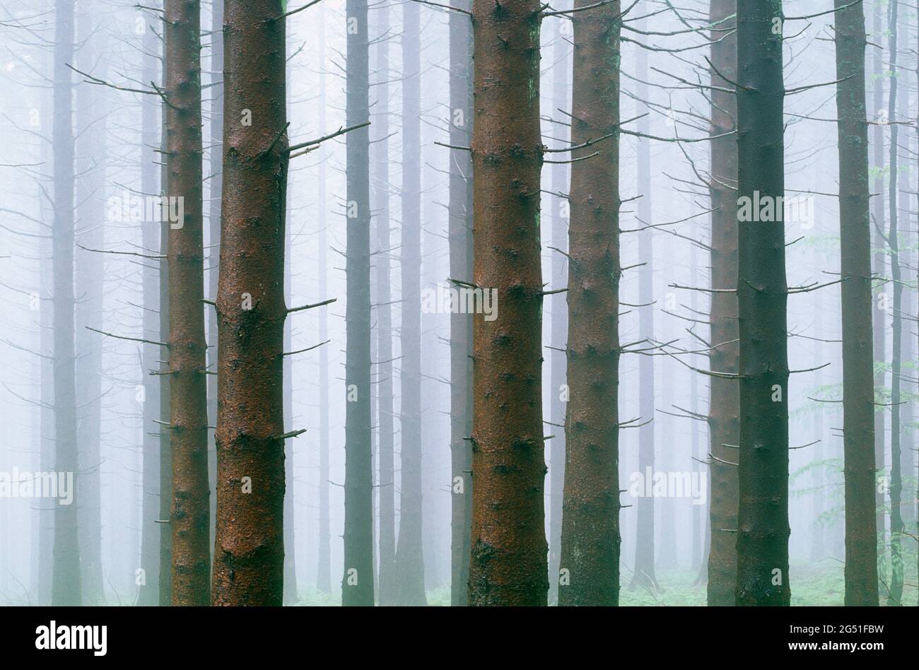 Paesaggio con foresta in nebbia, Foresta Nera, Baviera, Germania Foto Stock