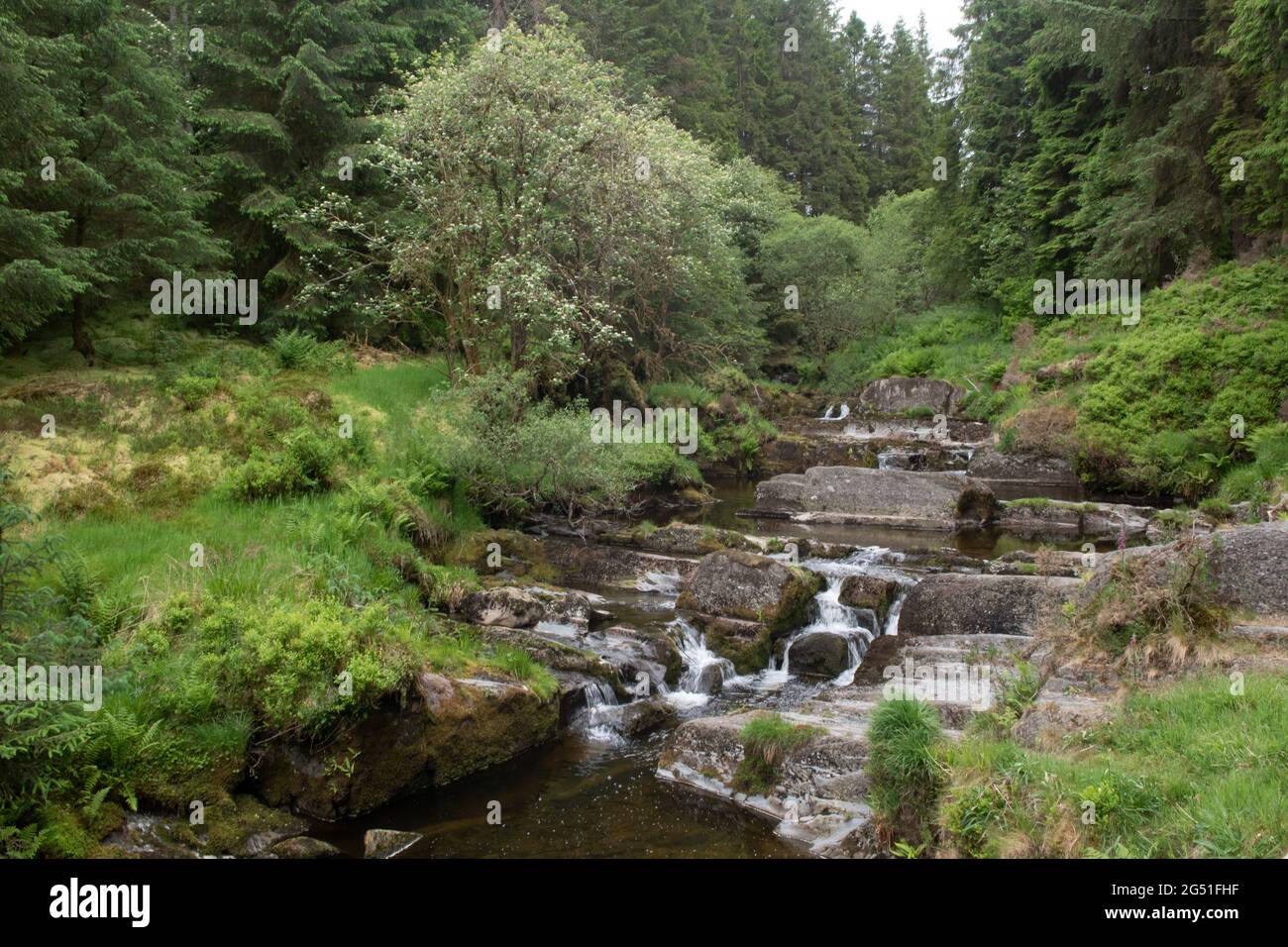 Il fiume Severn nella foresta di Hafren, a un paio di miglia dalla sua fonte sulle montagne del Galles, Regno Unito Foto Stock