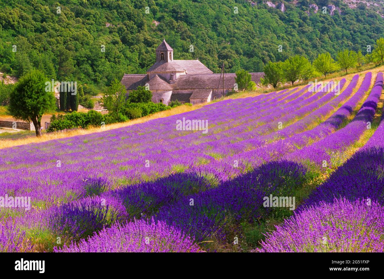 Vista sul campo di lavanda e sull'abbazia di Senanque, Provenza, Francia Foto Stock