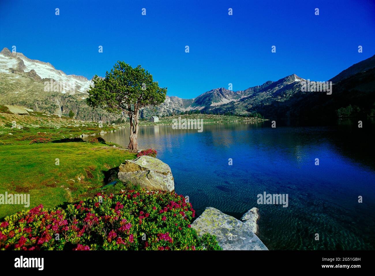 Paesaggio con albero sulla riva del lago, Lac d Aumar, Hautes-Pyrenees, Francia Foto Stock