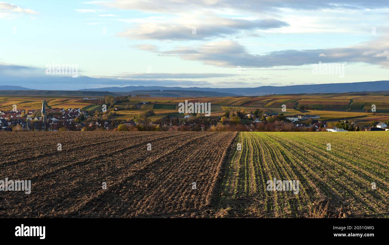 Vista sulla collina del villaggio vinicolo Saulheim e dei campi circostanti in Renania-Palatinato Germania Foto Stock