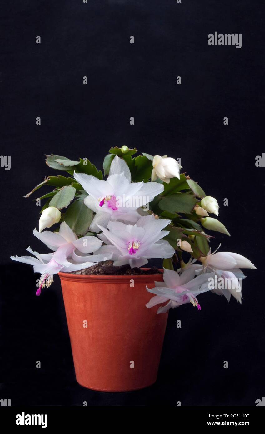 Primo piano della fioritura invernale di Schlumbergera truncata o di Crab cactus con fiori bianchi, il membro della famiglia delle cactaceae cresce all'interno come gelo tenero Foto Stock