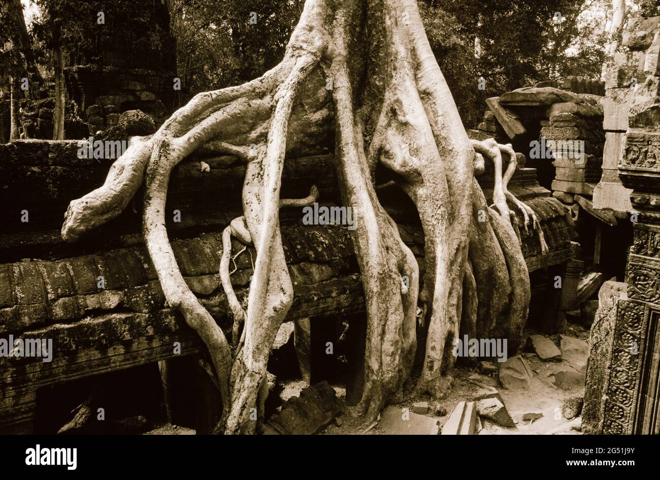 Le radici dell'albero di Banyan, Tempio di Ta Prohm, Angkor Wat, Siem Reap, Cambogia Foto Stock