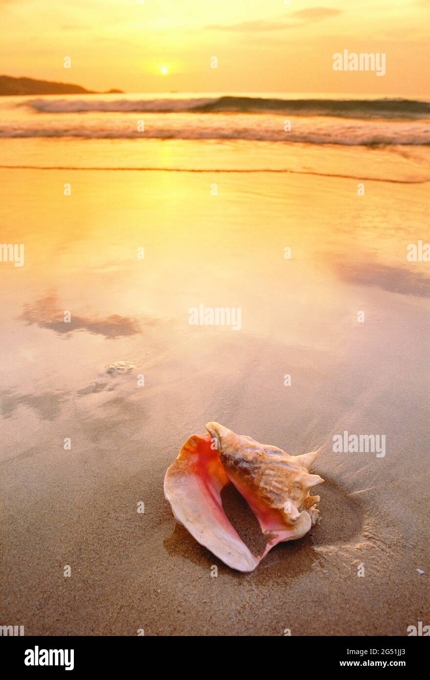 Conchiglia sulla spiaggia al tramonto, Phuket, Thailandia Foto Stock