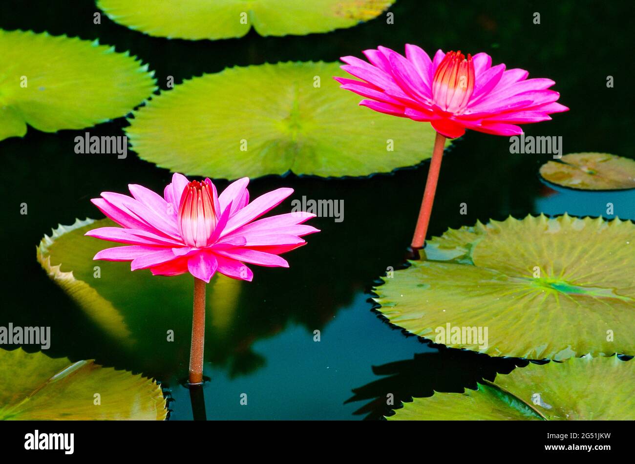 Primo piano di Water Lilies sullo stagno, Singapore Botanic Gardens, Singapore, Sud-est asiatico Foto Stock