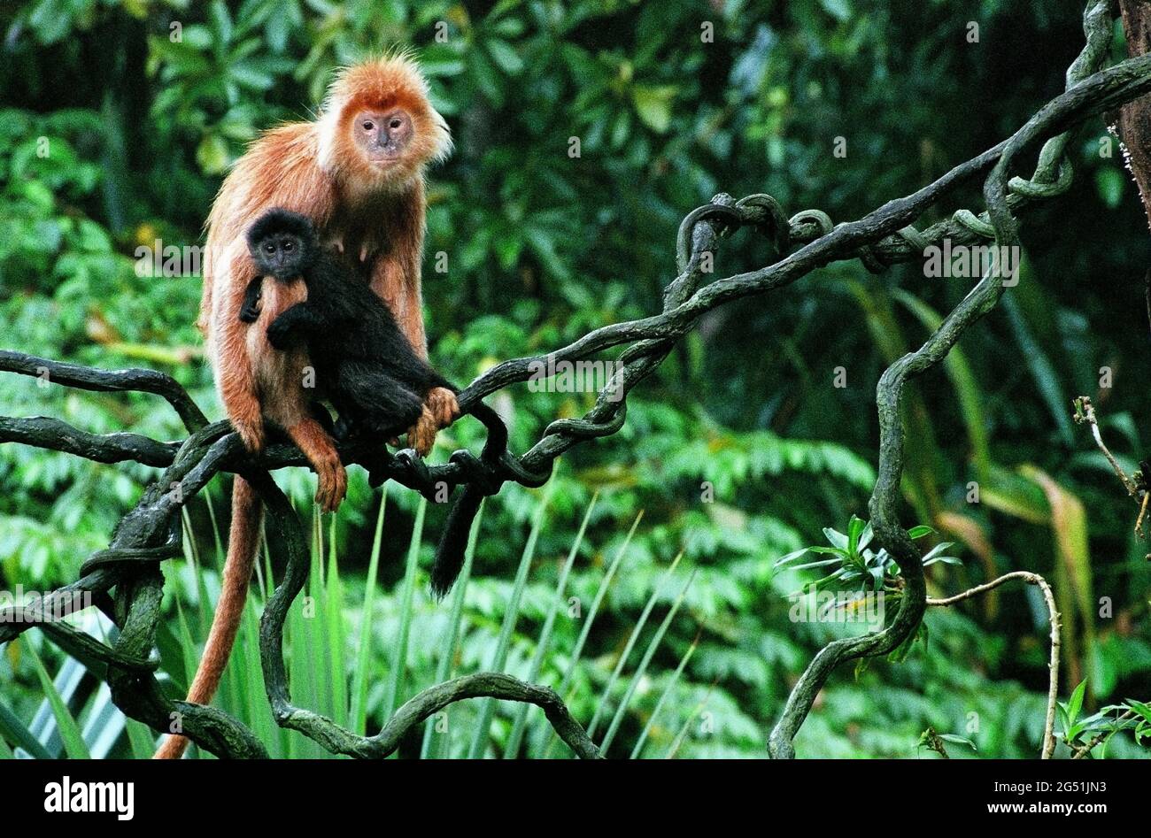 Famiglia Langur (Presbytis) su albero, Singapore Zoo, Singapore, Sud-est asiatico Foto Stock