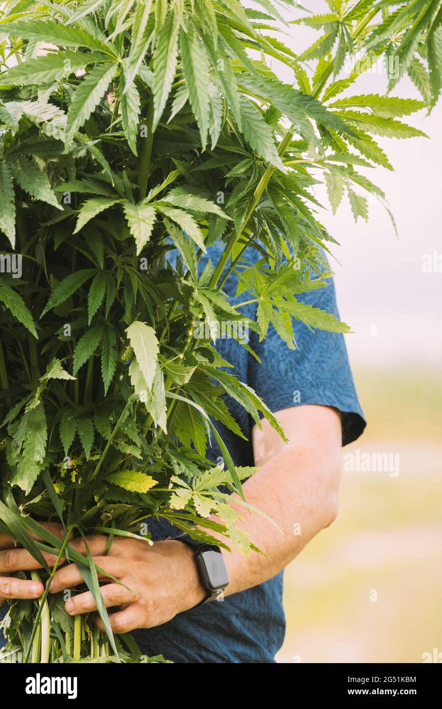 Man Holding Heap Bunch Legale Marijuana Verde Cannabis Sprout nelle sue mani. Cannabis bella Marijuana Cannabis pianta. Primo piano Foto Stock