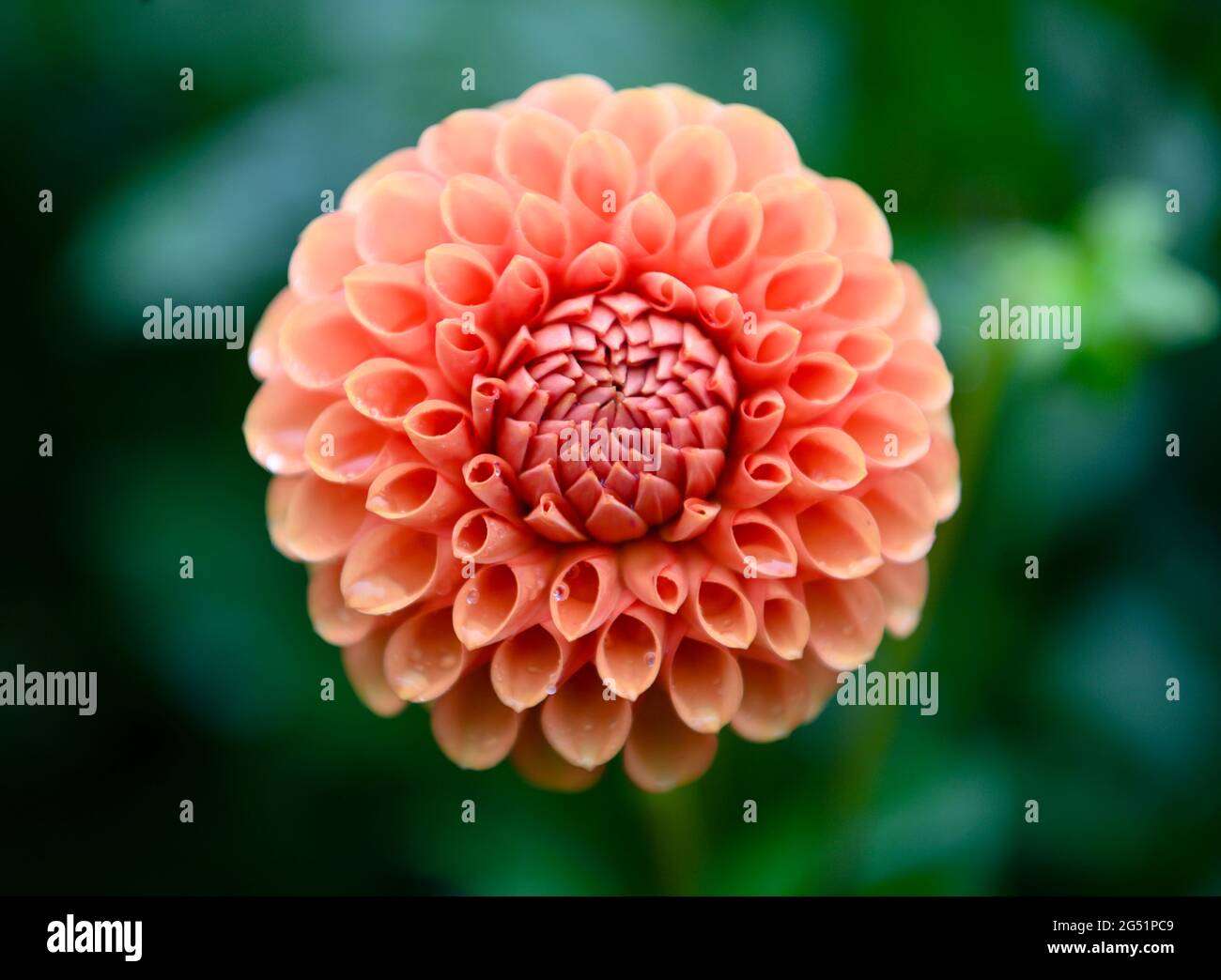Primo piano del fiore arancione di Dahlia Foto Stock