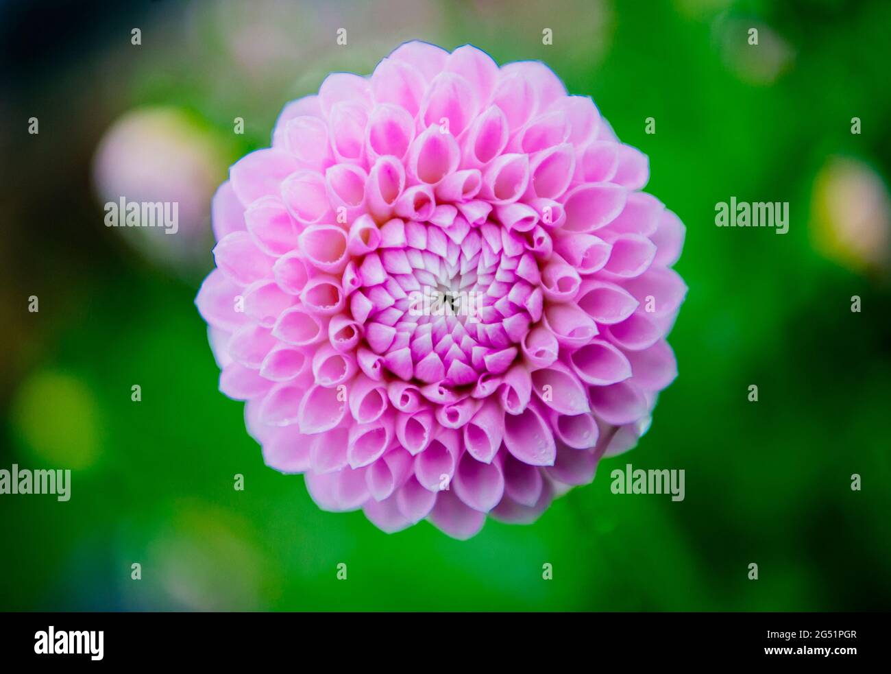 Primo piano del fiore rosa di Dahlia Foto Stock