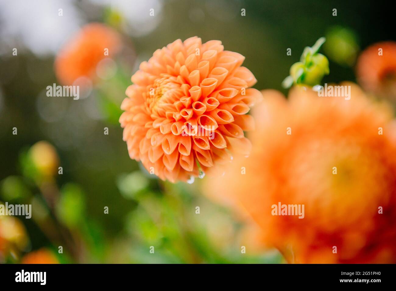 Primo piano di fiori arancioni di Dahlia Foto Stock