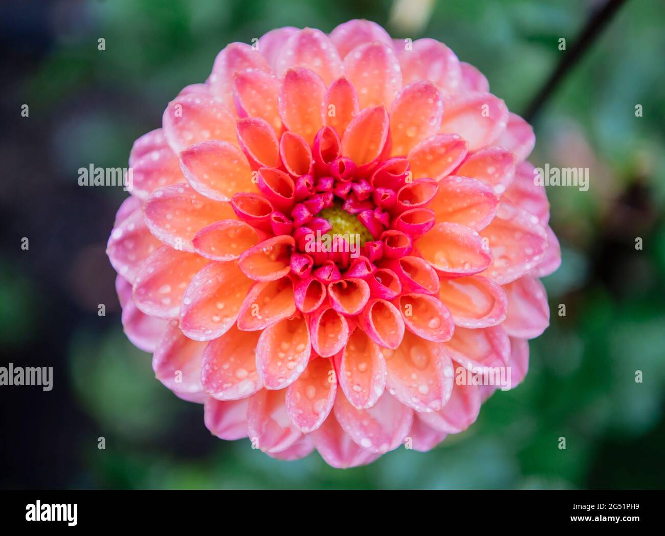 Primo piano del fiore rosa di Dahlia Foto Stock