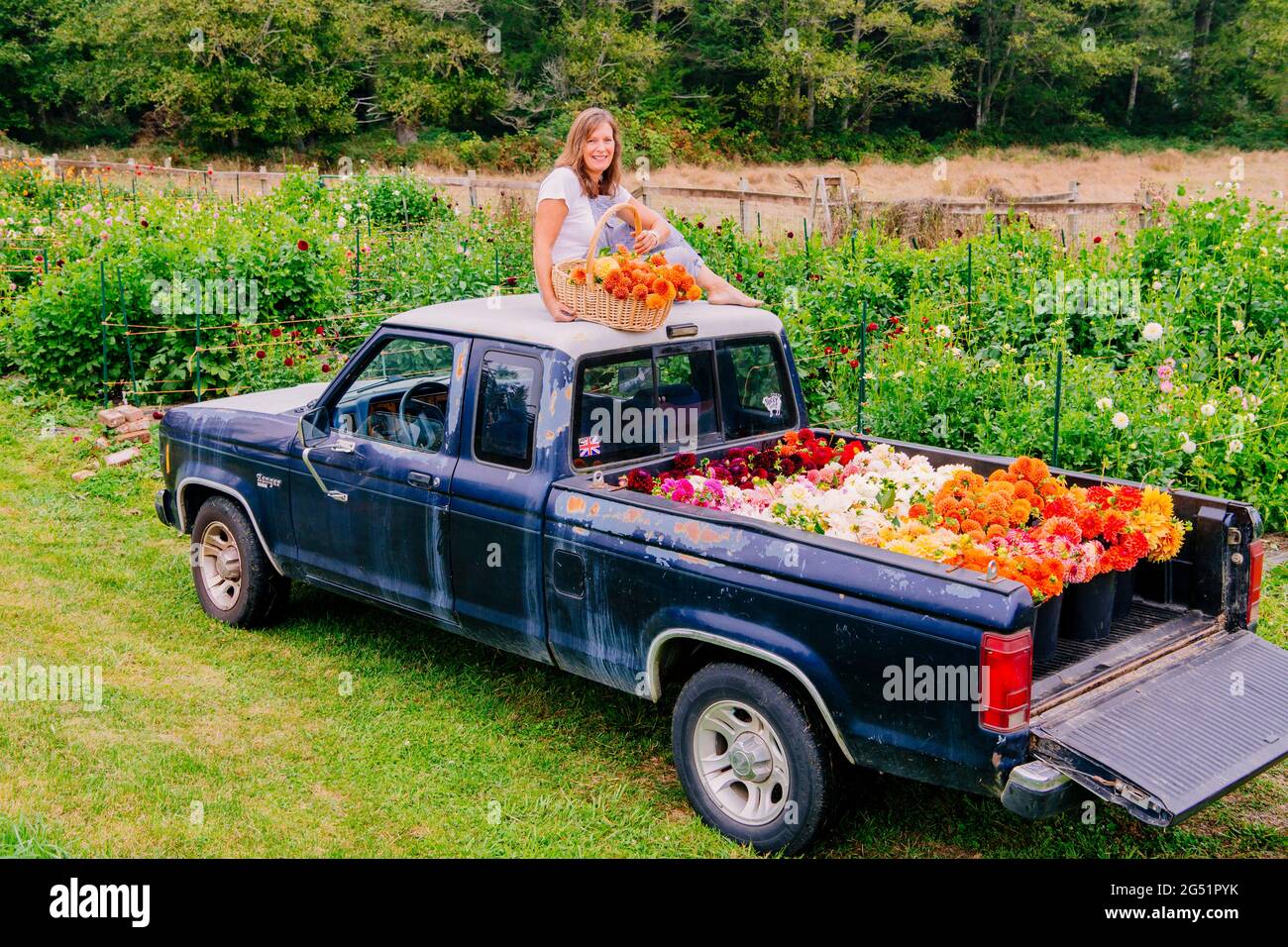 Letto di camion pieno di fiori Dahlia e donna con cesto seduto sul tetto Foto Stock
