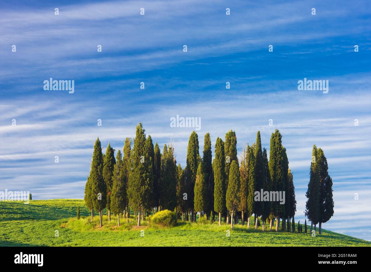 Gruppo di cipressi su verdi colline ondulate, Val d'Orcia, Toscana, Italia Foto Stock