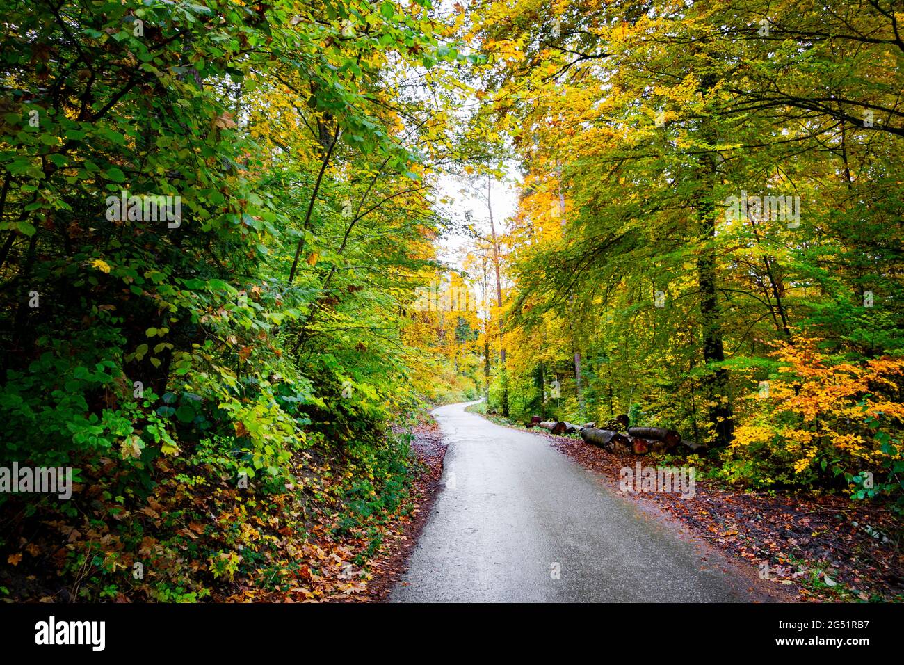 Strada stretta nella foresta in autunno, Baden-Wurttemberg, Germania Foto Stock