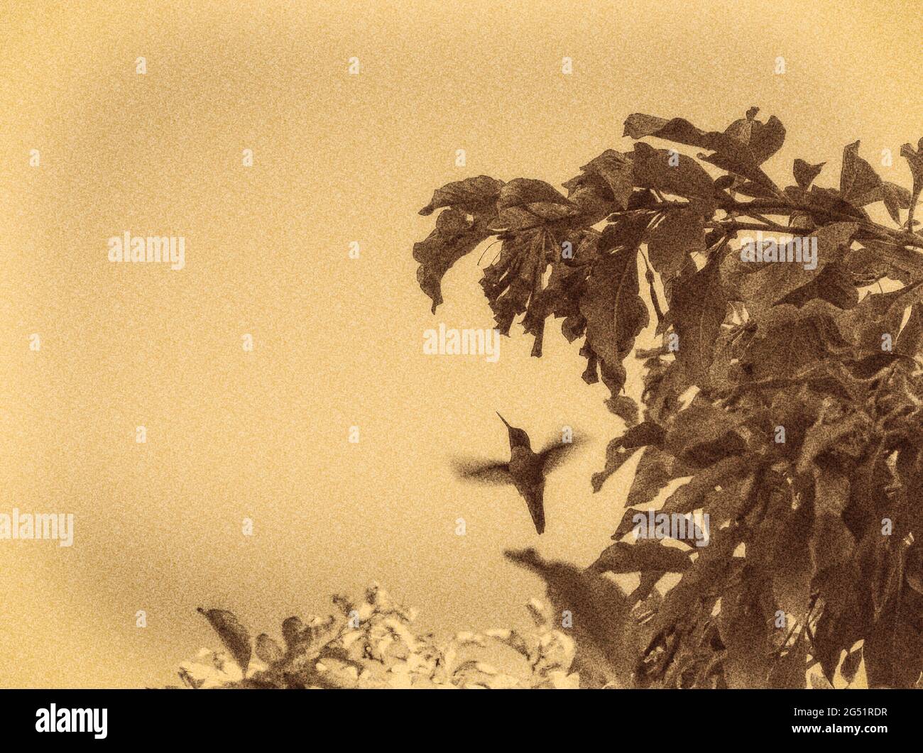 Immagine con tonalità seppia con colibrì che si sovrapponeva Foto Stock