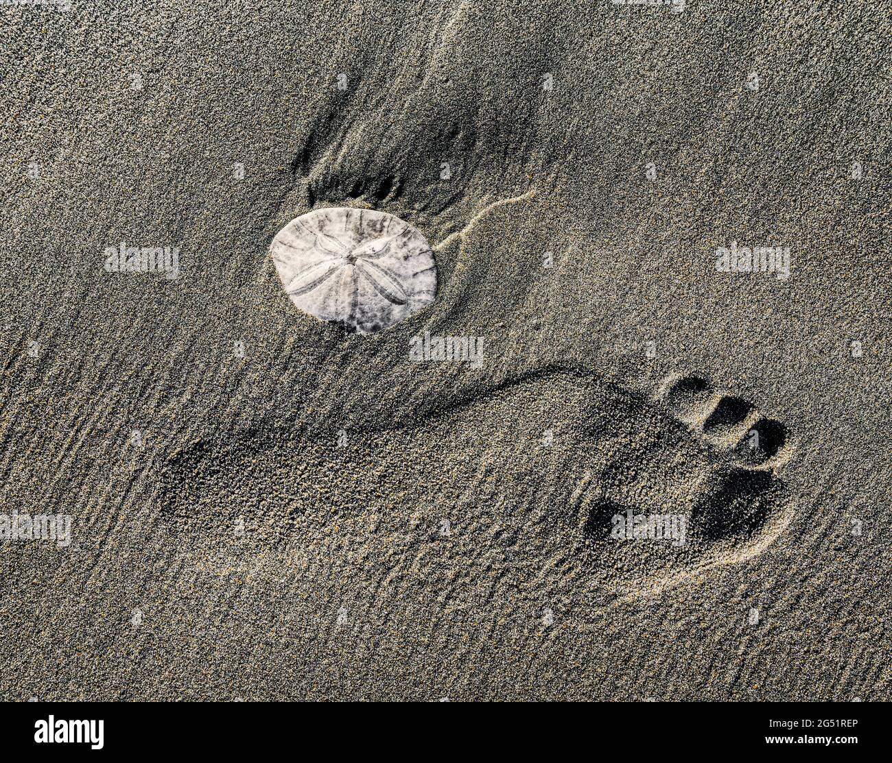 Footprint e sabbia dollaro (Clypeasteroida) sulla spiaggia Foto Stock