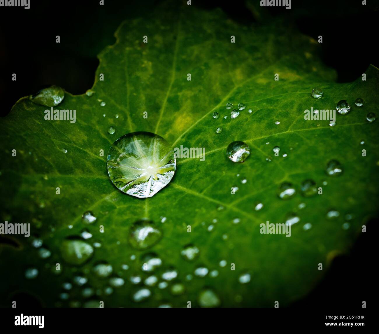 Primo piano di rugiada su foglia di Nasturzio verde Foto Stock