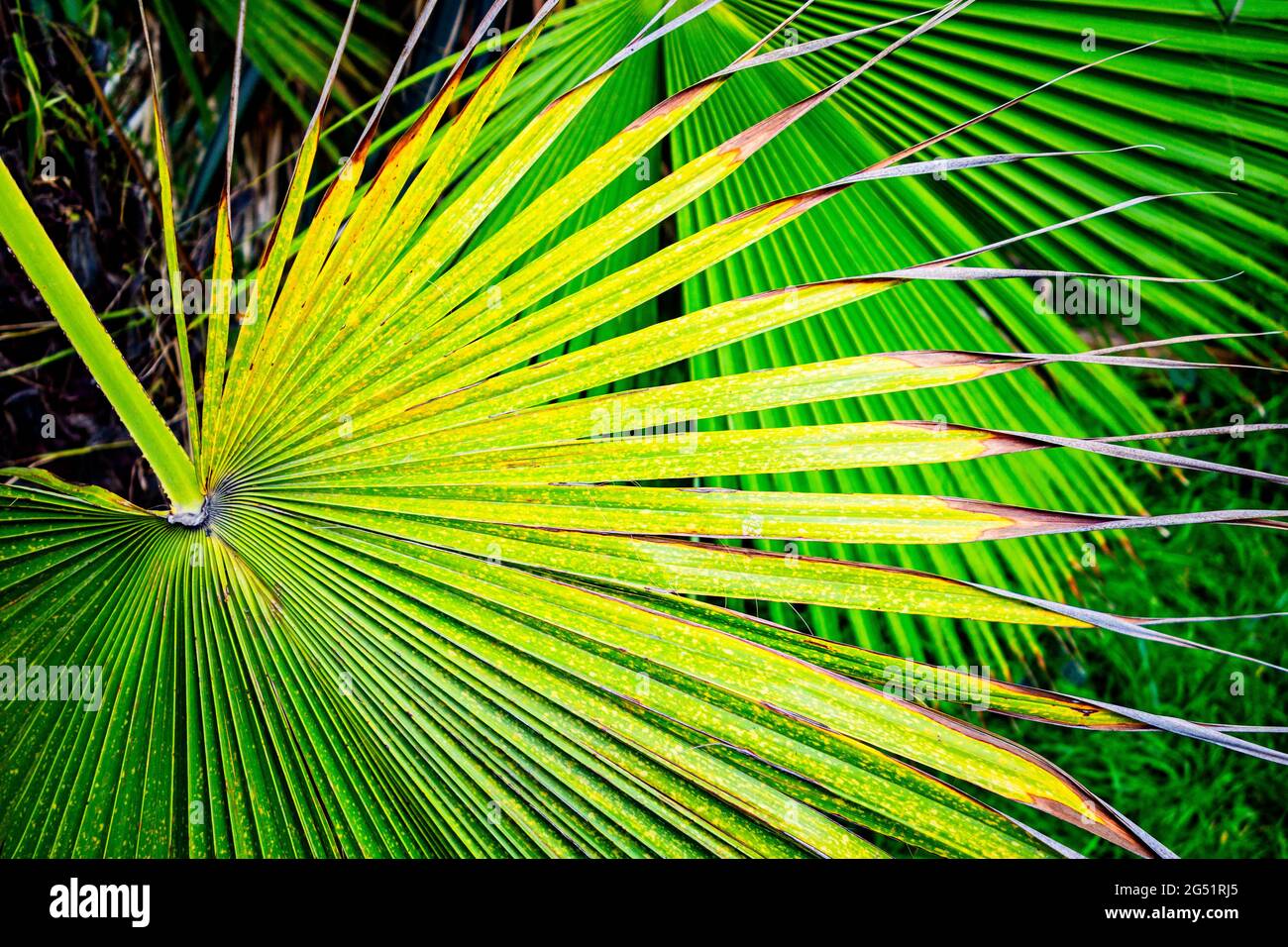 Close-up di verde di foglie di palma Foto Stock