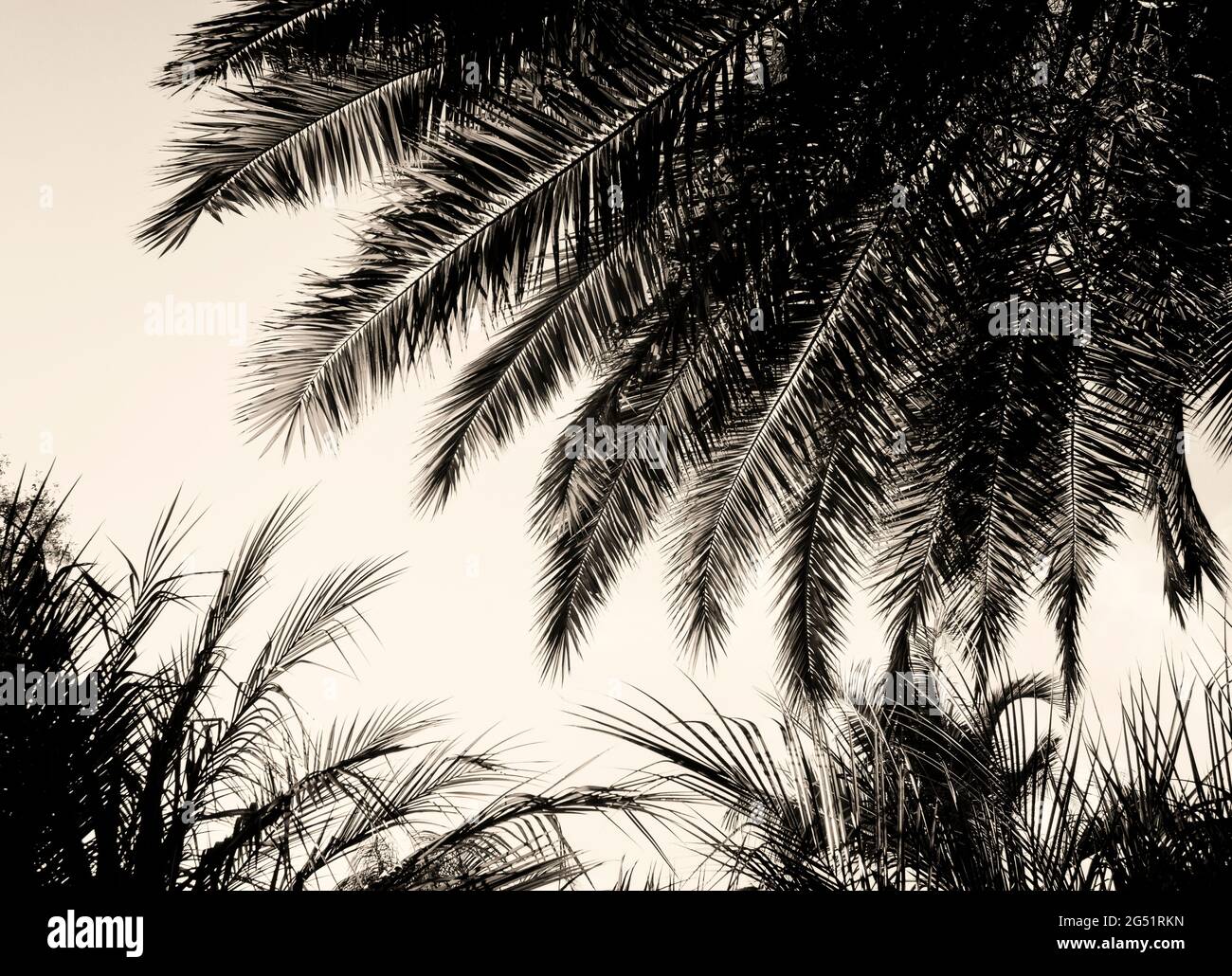 Vista sulle palme in bianco e nero Foto Stock