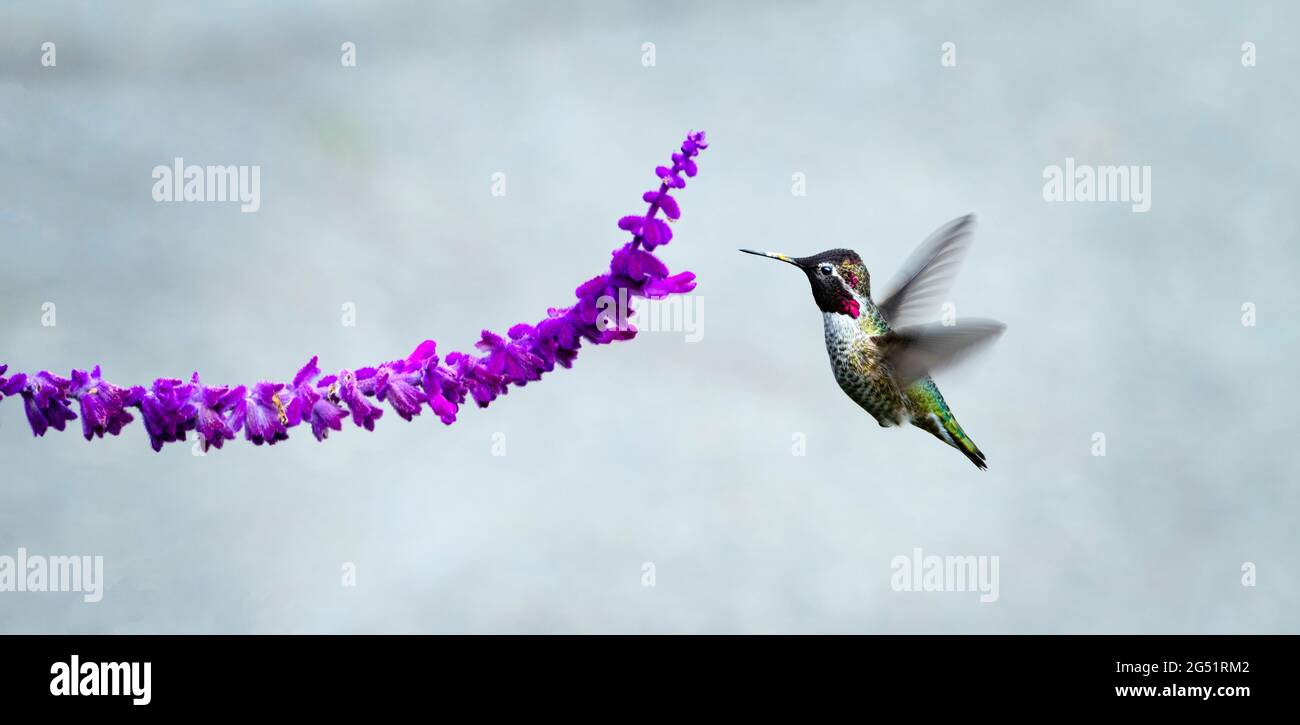 Colibrì singolo che si snodano vicino ai fiori viola Foto Stock