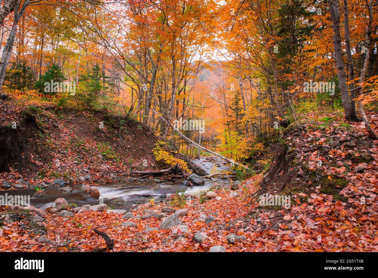 Tranquillo scenario forestale di autunno colori fogliame autunno con flusso d'acqua all'interno del Cape Breton Highlands National Park. Franey Mountain Trail. Autunno Foto Stock